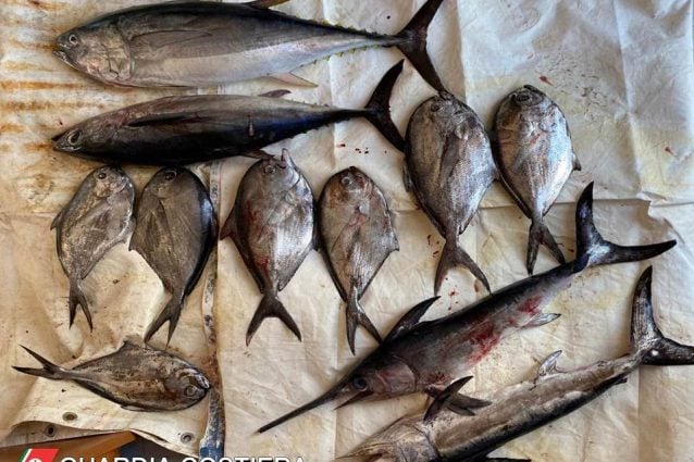 Il pesce sequestrato dalla Guardia Costiera.