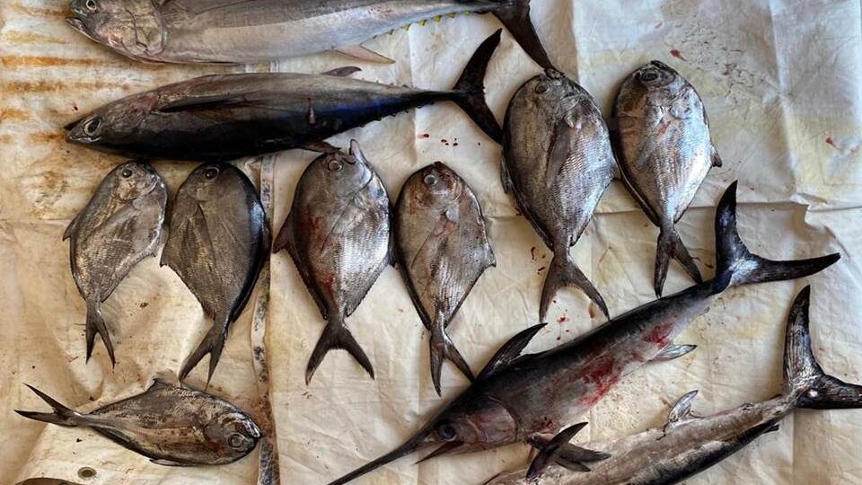 Il pesce sequestrato dalla Guardia Costiera.