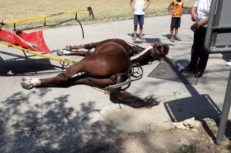 Il cavallo deceduto nella Reggia di Caserta.