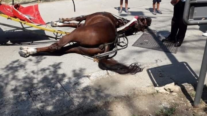 Il cavallo deceduto nella Reggia di Caserta.