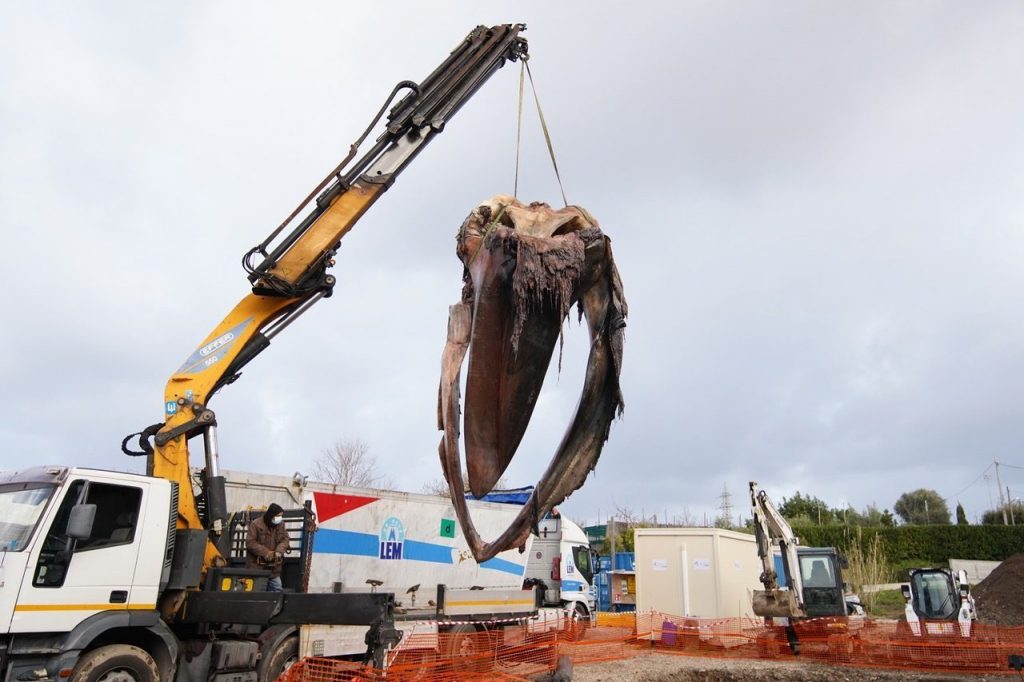 La balena tornata in Costiera stamattina