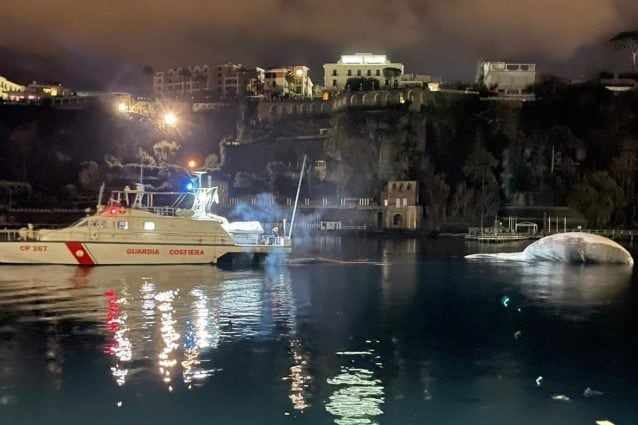 Le operazioni di rimozione della carcassa della balena (Foto: Guardia Costiera)