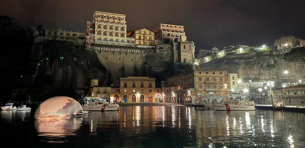 Le operazioni di rimozione della carcassa della balena (Foto: Guardia Costiera)