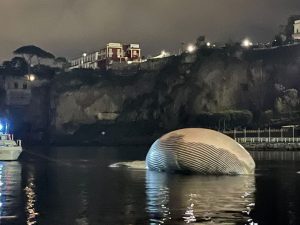 Immagine da Parco Marino Punta Campanella (Facebook)