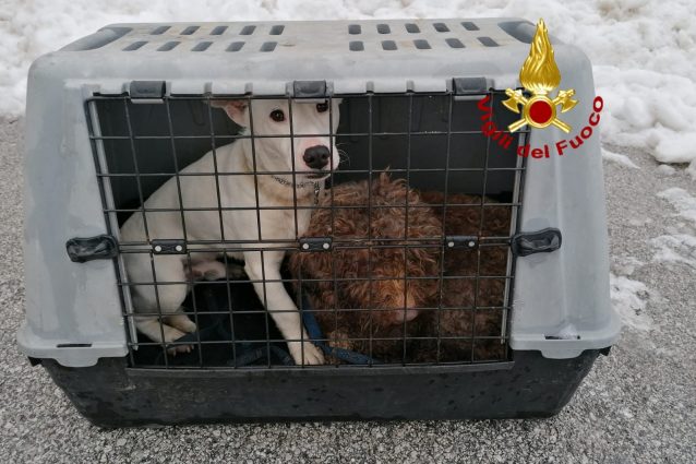 I cani salvati assieme ai padroni dai vigili del fuoco.