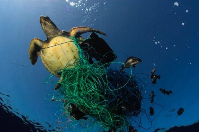Foto di archivio / Greenpeace