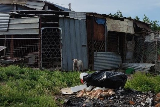 Uno dei cani all’interno del canile sequestrato, tra sporcizia di vario tipo.