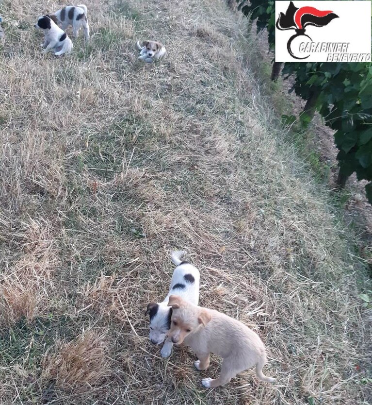 I cinque cuccioli ritrovati dai carabinieri di Benevento.