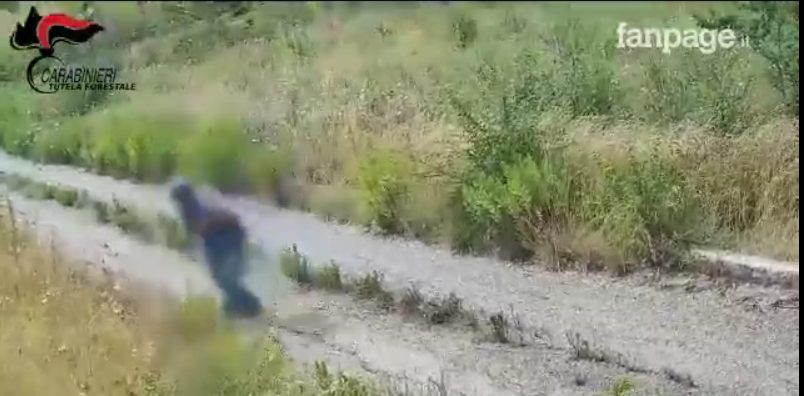 Il piromane in azione a Montesarchio