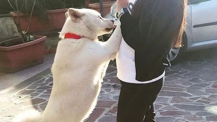 Il cane deceduto per paura dopo l'esplosione di fuochi d'artificio illegali a Sant'Antimo.