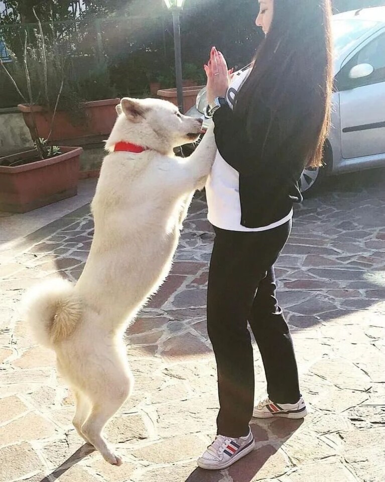 Il cane deceduto per paura dopo l'esplosione di fuochi d'artificio illegali a Sant'Antimo.