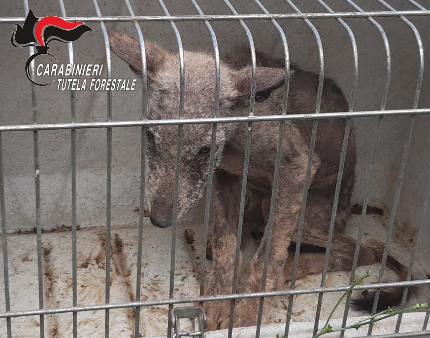 Il cucciolo lupo salvato dai carabinieri in Irpinia.
