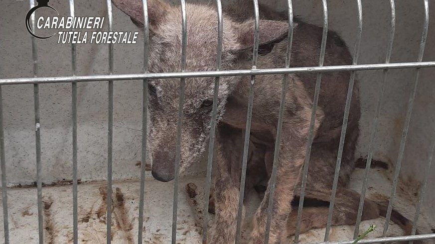Il cucciolo lupo salvato dai carabinieri in Irpinia.
