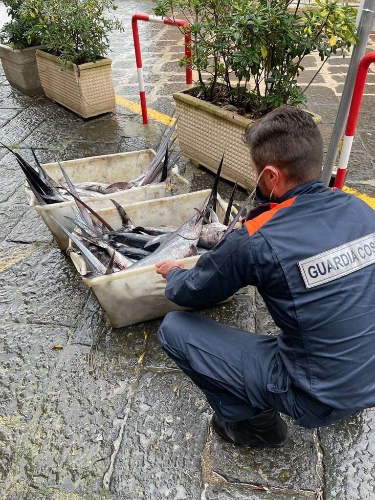 Il pescespada sequestrato a Portici dalla Guardia Costiera.