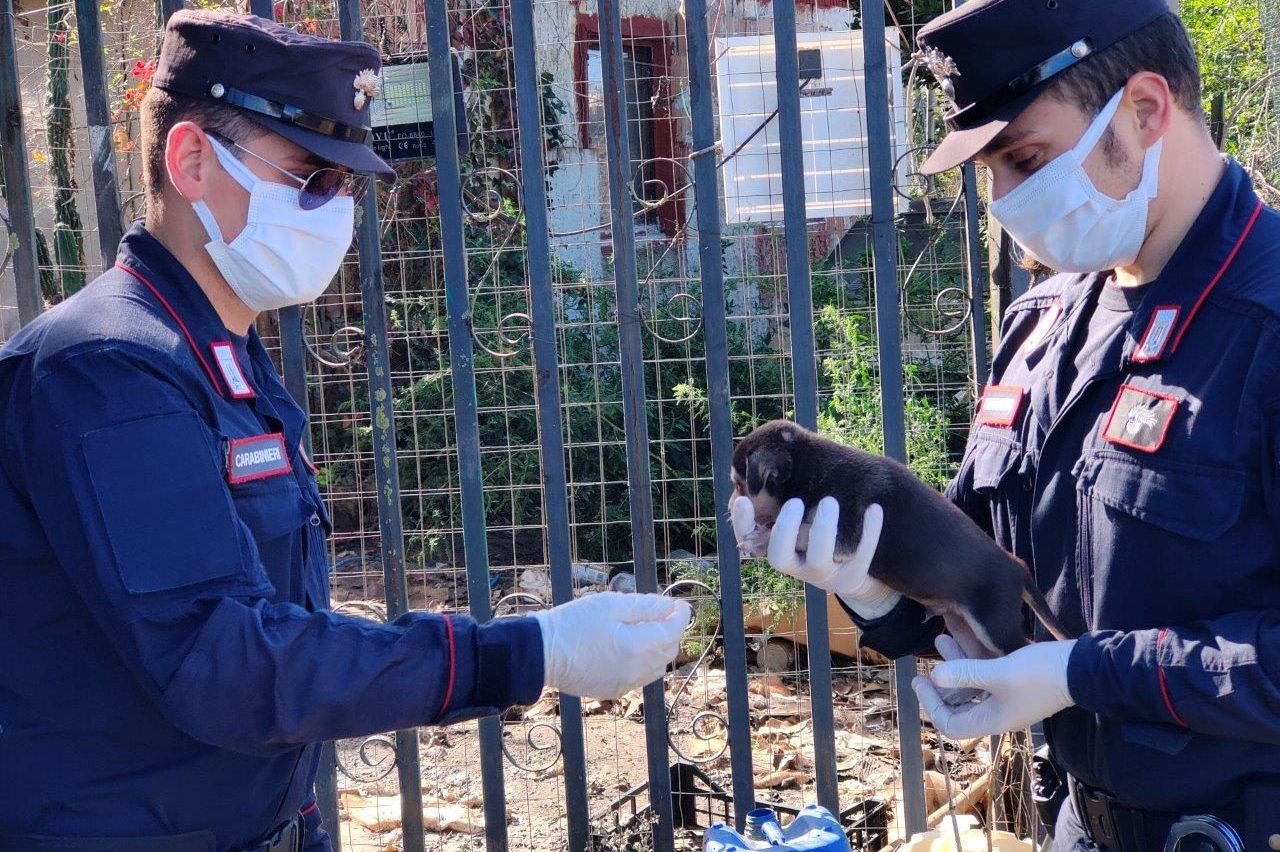 Uno dei cani salvati dall’intervento dei Carabinieri a Cellole, in provincia di Caserta.