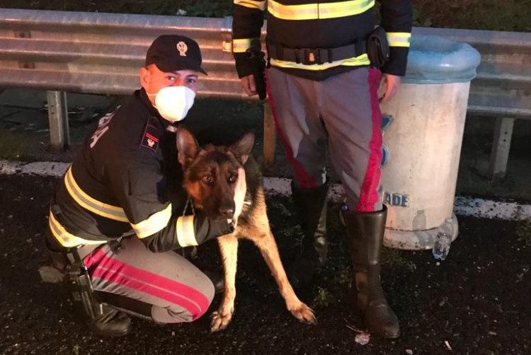 Il pastore tedesco salvato dalla Polizia Stradale di Napoli.