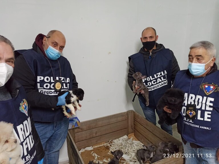 I cuccioli salvati dalla Polizia Locale di Napoli assieme all'Asl Napoli 1 Centro.