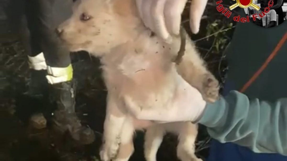 Il cucciolo salvato dai pompieri.