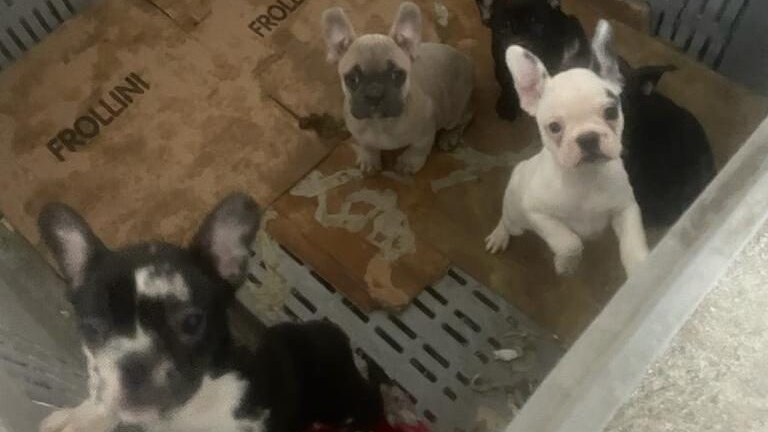 I cuccioli salvati dalla Polizia Locale di Napoli assieme all'Asl Napoli 1 Centro.