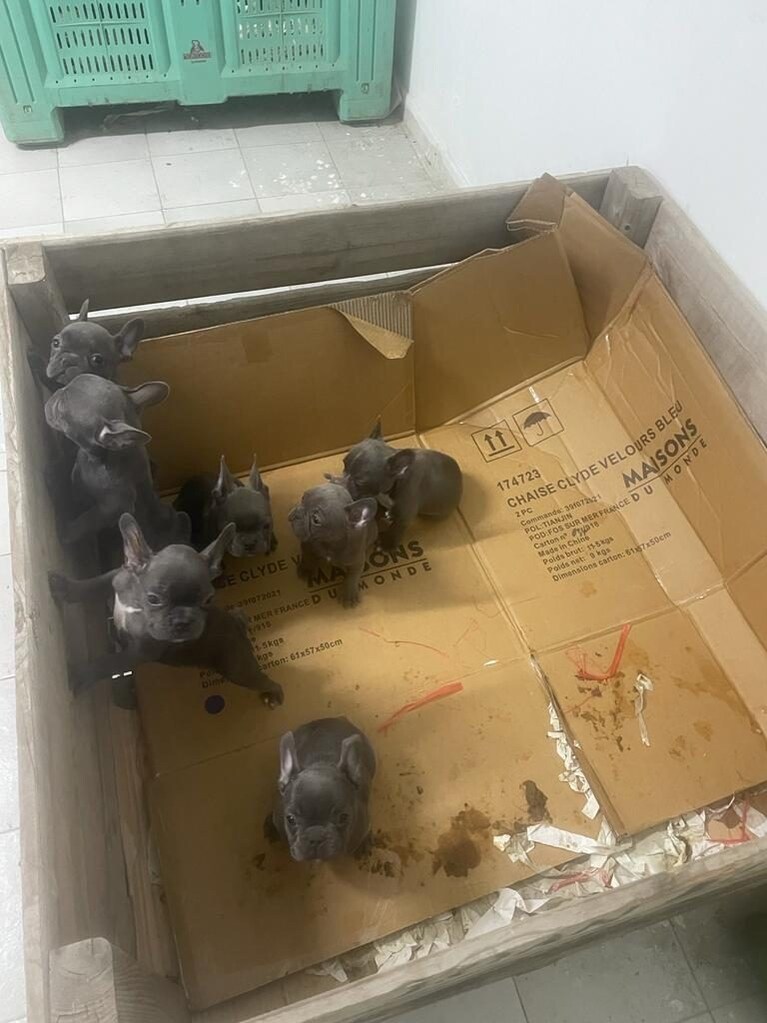 I cuccioli salvati dalla Polizia Locale di Napoli assieme all'Asl Napoli 1 Centro.