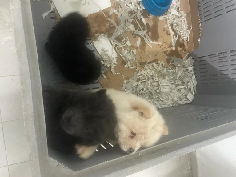 I cuccioli salvati dalla Polizia Locale di Napoli assieme all'Asl Napoli 1 Centro.