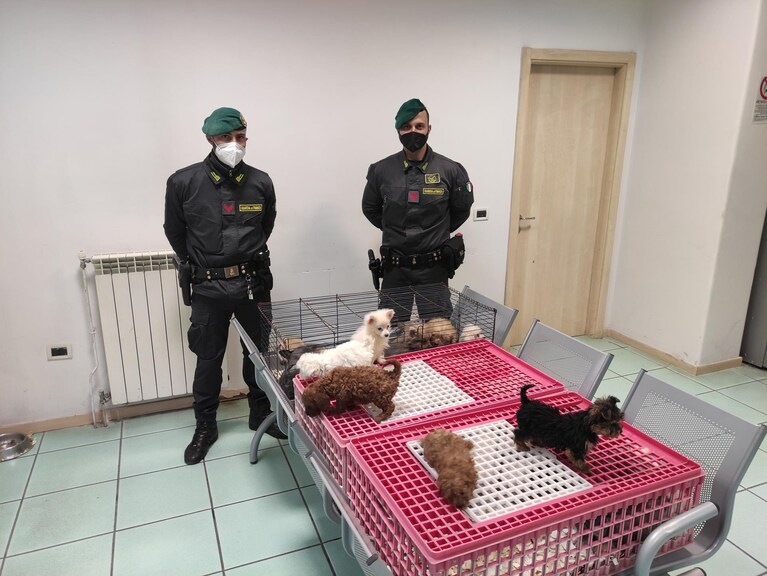 I cuccioli salvati dalla Guardia di Finanza di Aversa.