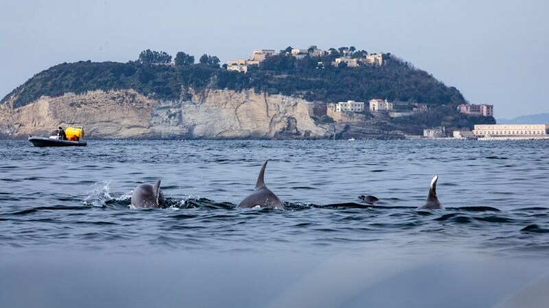 I delfini nel Golfo di Napoli [Credit foto: Antonella Panella]