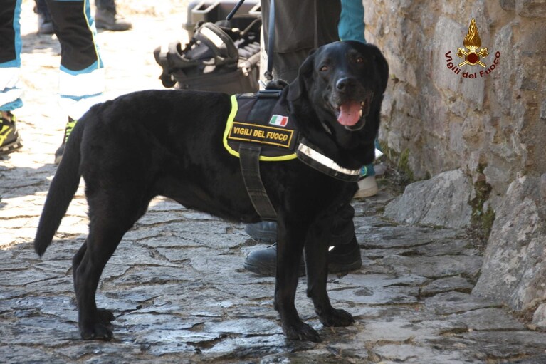 Sasha, il cane dei vigili del fuoco di Avellino.