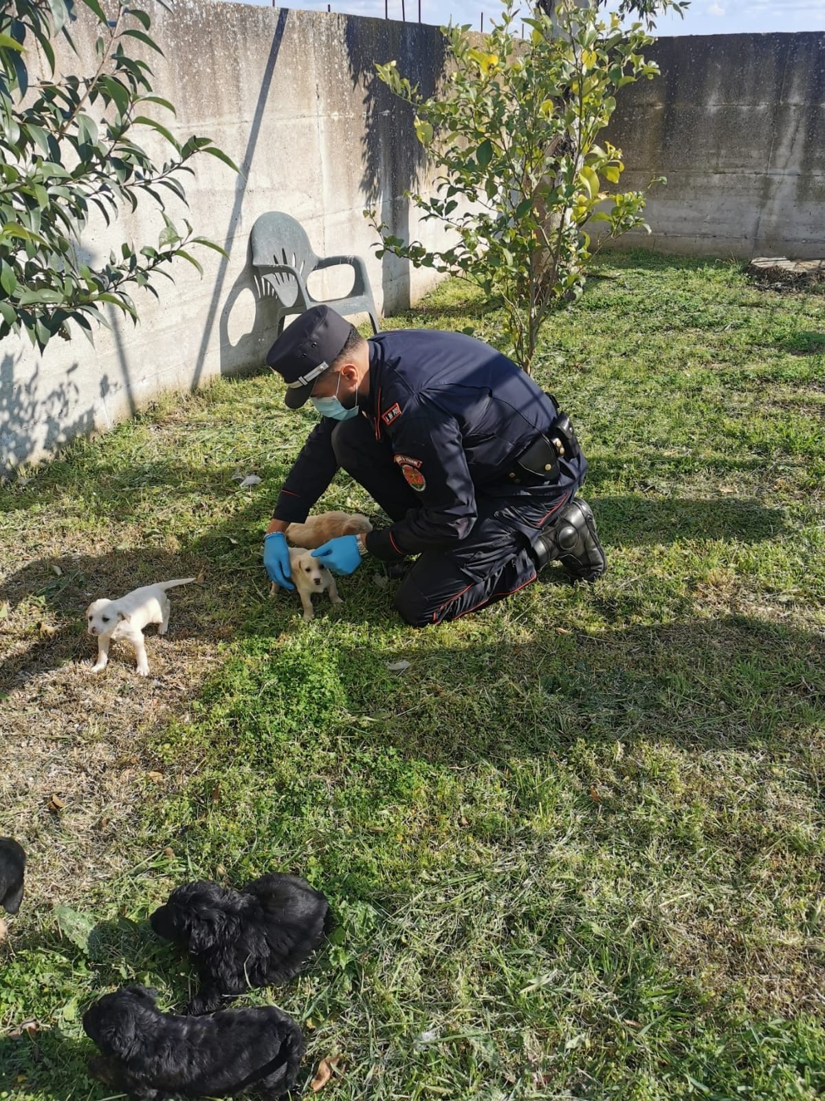 Alcuni dei cuccioli abbandonati sulla Domiziana.