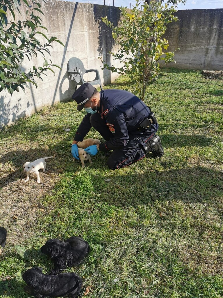 Alcuni dei cuccioli abbandonati sulla Domiziana.