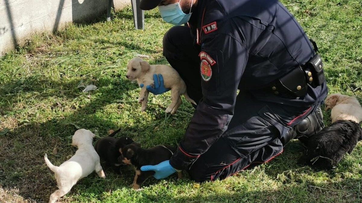 Alcuni dei cuccioli abbandonati sulla Domiziana.