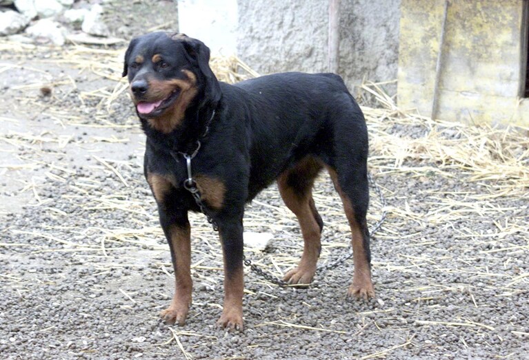 Un cane Rottweiler [Immagine di repertorio]
