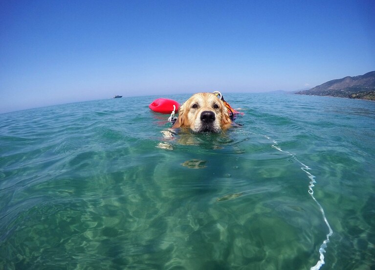 Dylan in acqua (Foto / SICS)