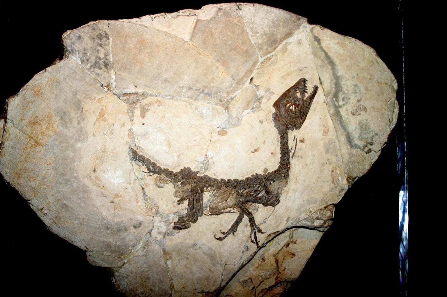 Il paleontologo Dal Sasso Vi spiego l'importanza di Ciro, il dinosauro scoperto in Campania
