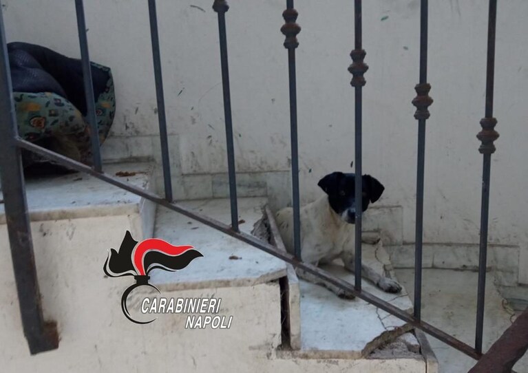 Uno dei cani recuperati dallo stabile dai carabinieri
