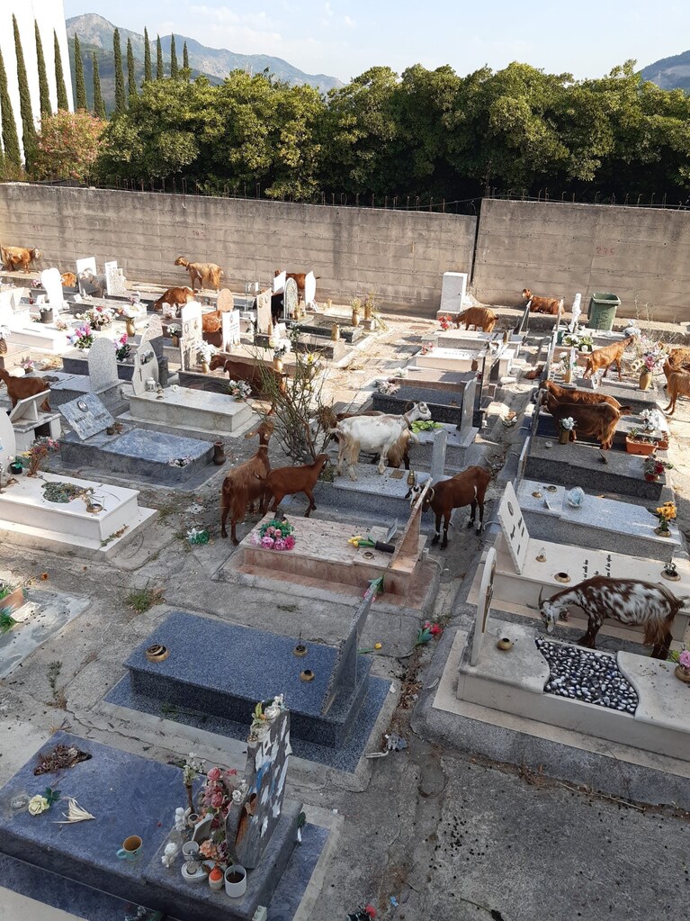 Le capre all'interno del Cimitero di Salerno. Foto Facebook / Figli delle chiancarelle