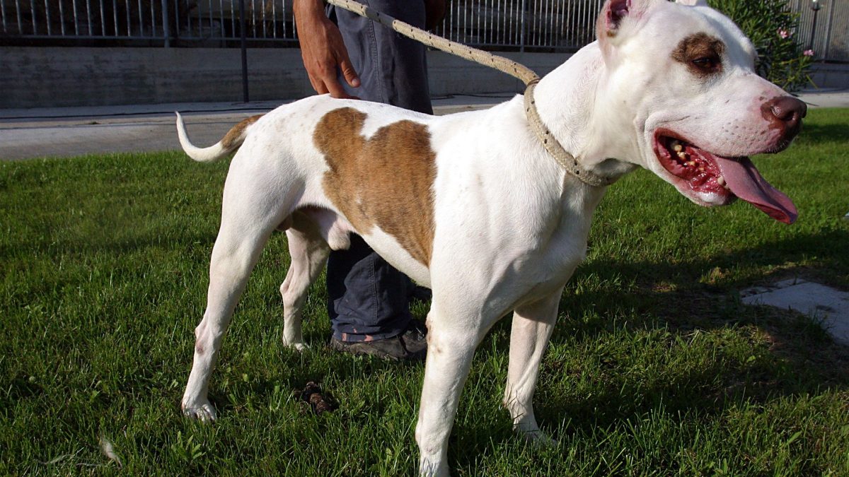 Immagine di archivio