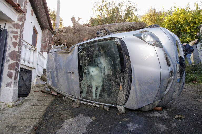 Yuki, il cane della famiglia Monti ritrovato in macchina, ancora vivo dopo 72 ore