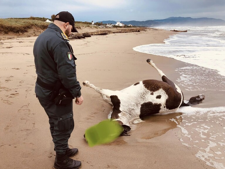 Il cavallo rinvenuto in spiaggia.