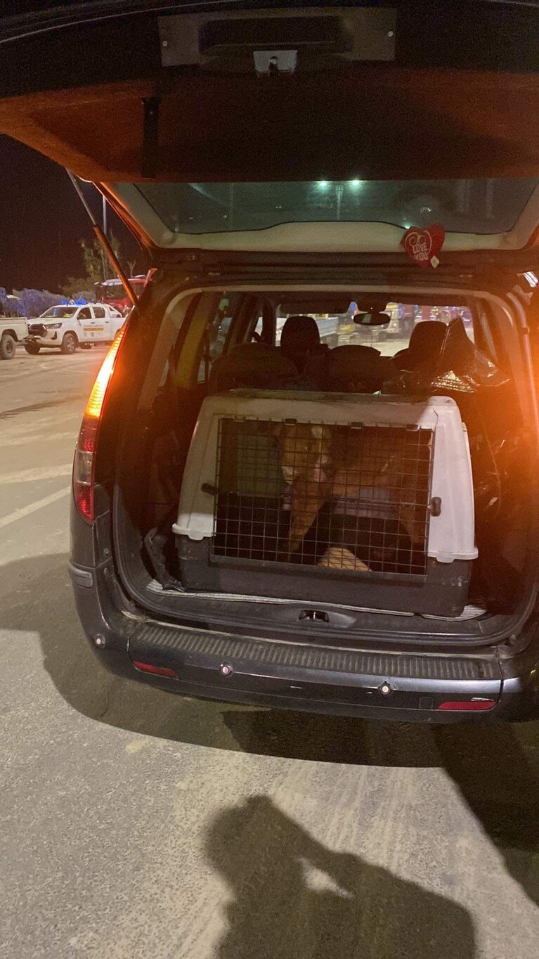 Thor, il pitbull salvato all'interno di un canalone. Foto / LAAI - Lega animali&ambiente delle isole del Golfo