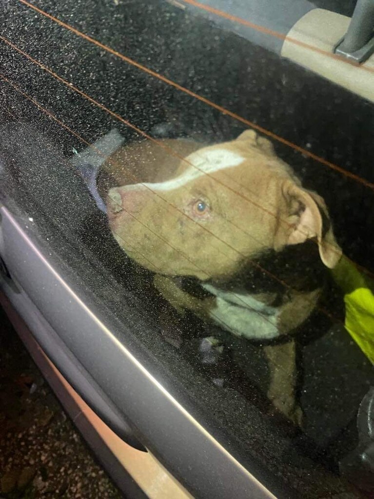 Thor, il pitbull salvato all'interno di un canalone. Foto / LAAI - Lega animali&ambiente delle isole del Golfo