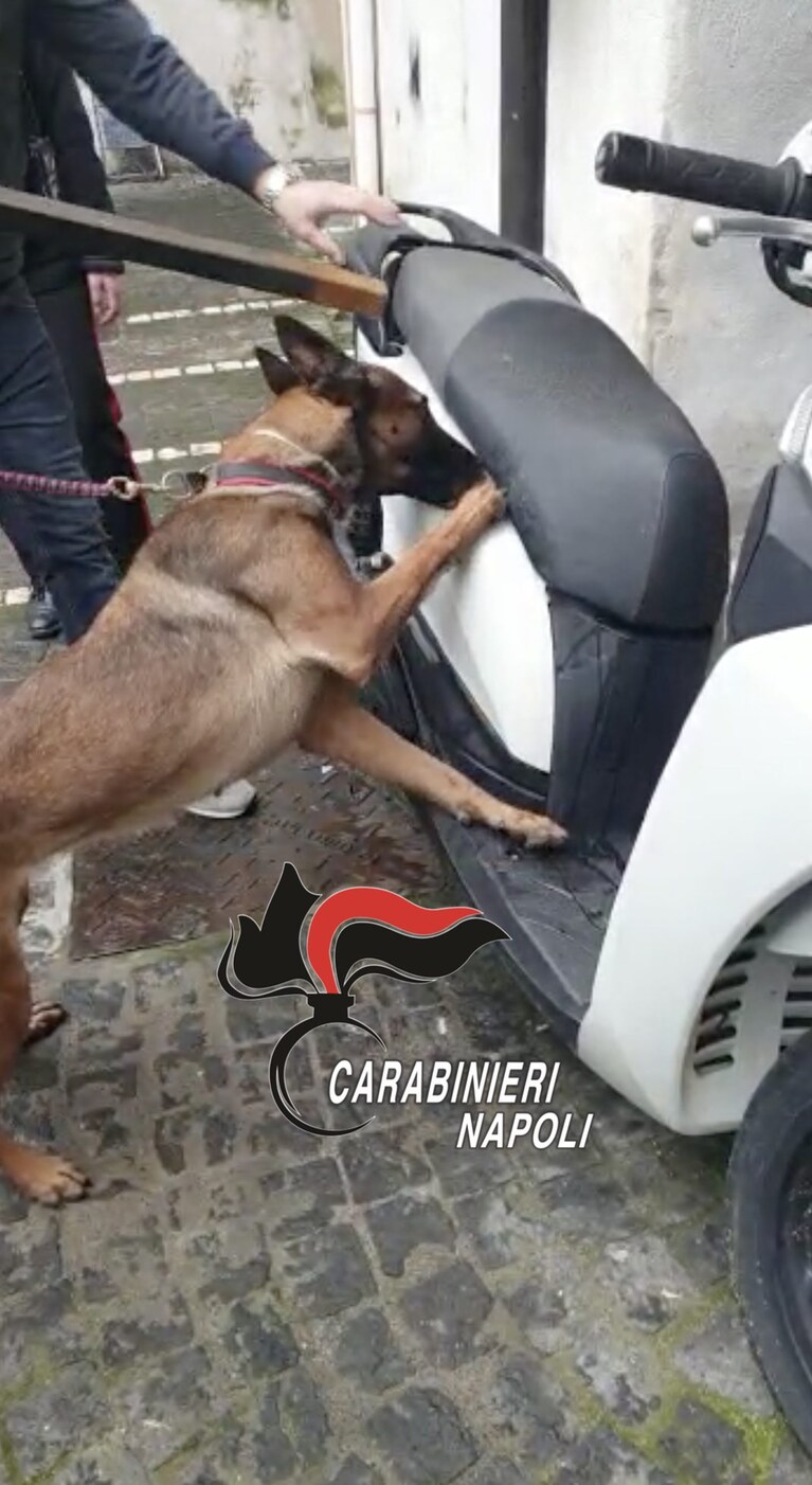 L'intervento di Luna, il cane antidroga dei carabinieri, ad Ercolano