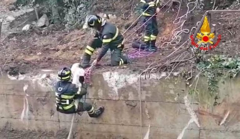 Il cane salvato dai vigili del fuoco