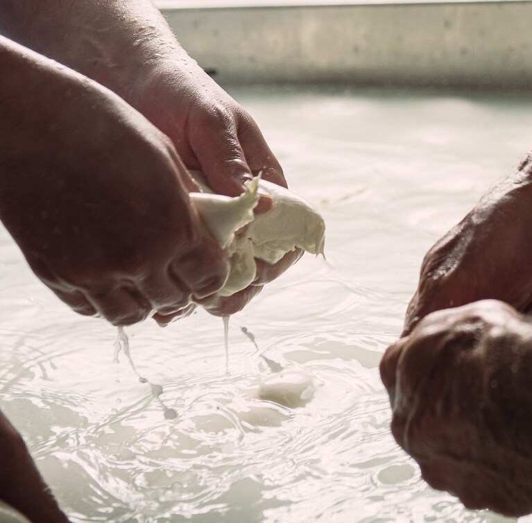 Una delle fasi di produzione della mozzarella DOP