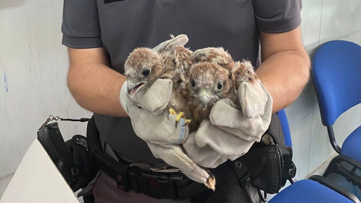 I tre cuccioli salvati dalla Polizia Metropolitana