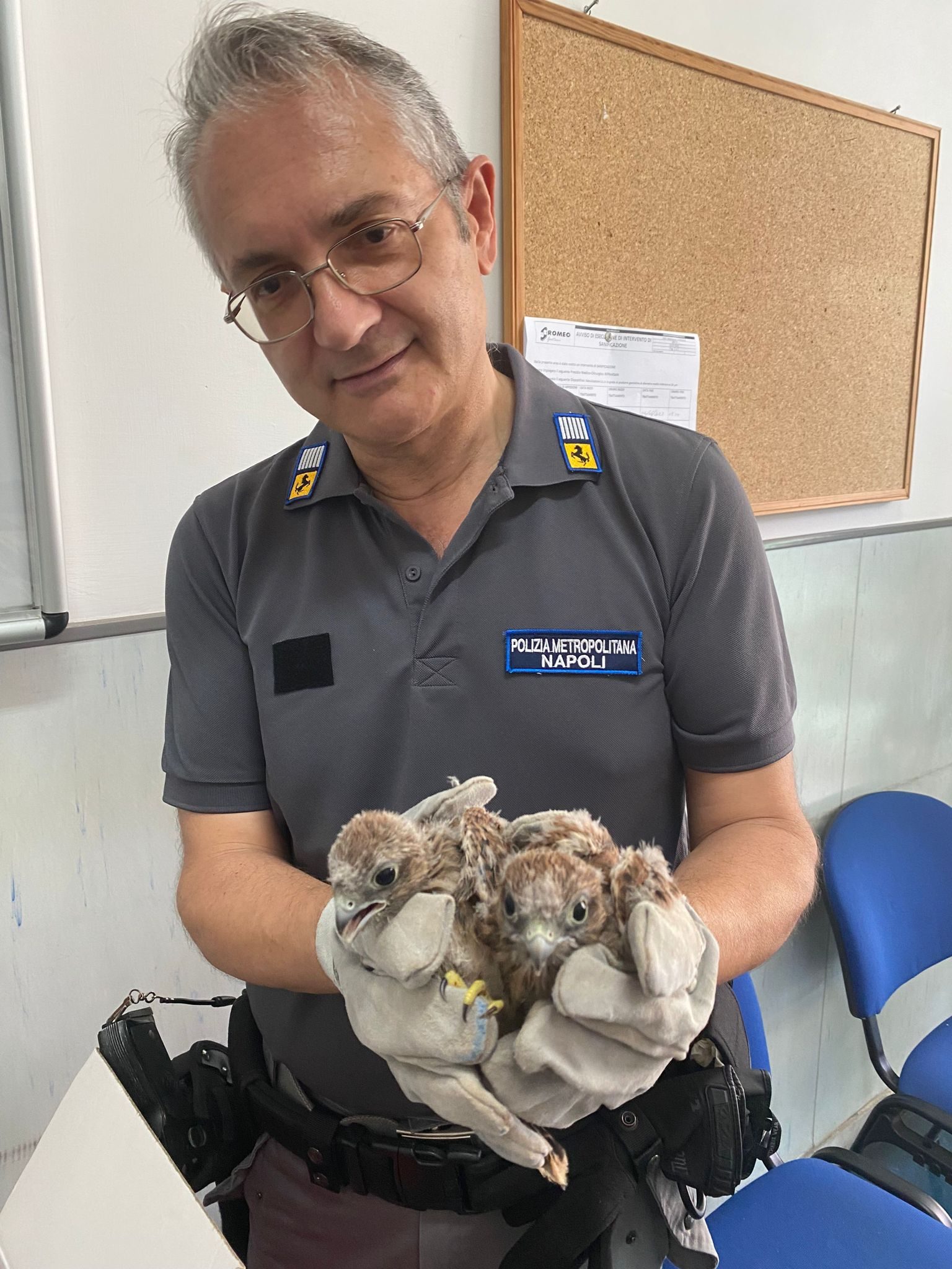 I tre falchetti salvati nel Parco Nazionale del Vesuvio dalla Polizia Metropolitana di Napoli