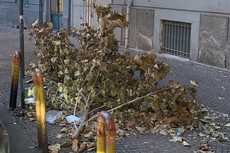 Immagine