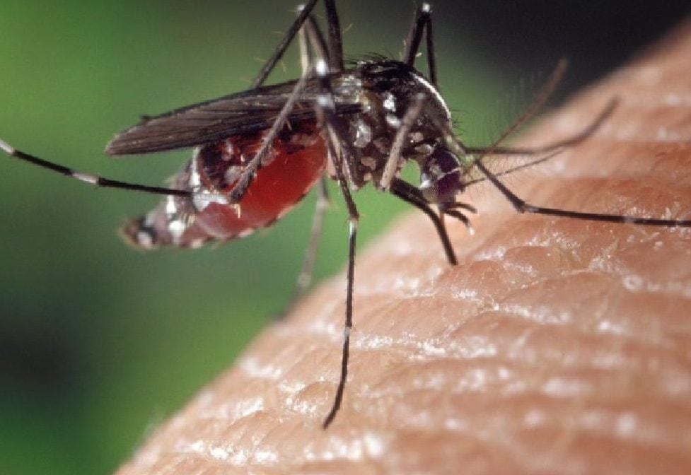 Ottavo morto per il virus West Nile (Febbre del Nilo) in Campania: è un imprenditore del Casertano