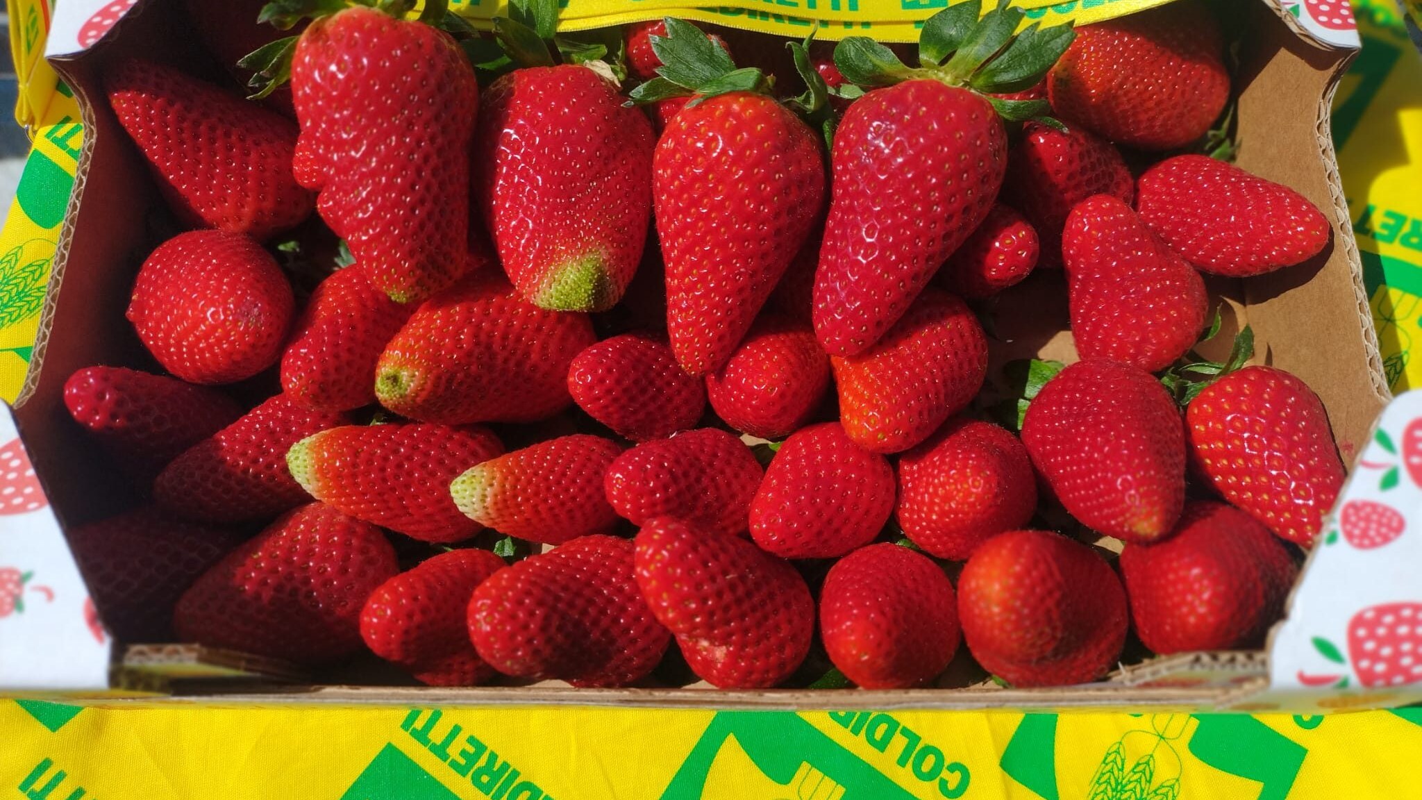 Fragole Coldiretti allarme Spagna Italia