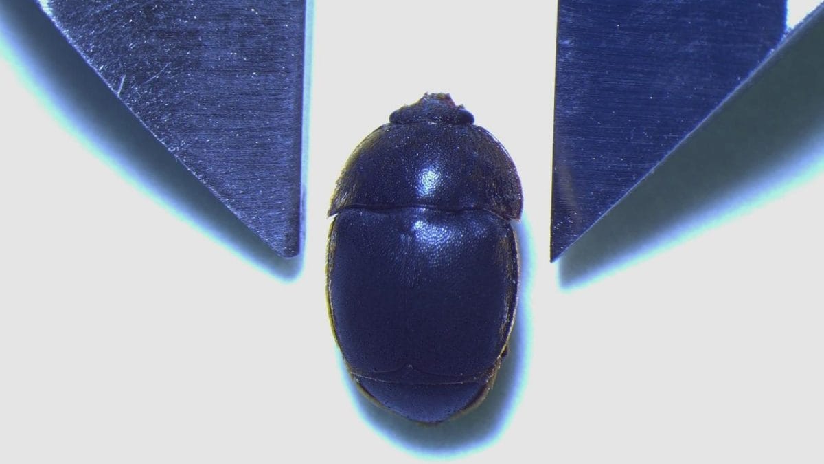 Aethina Tumida / Fonte Izsm